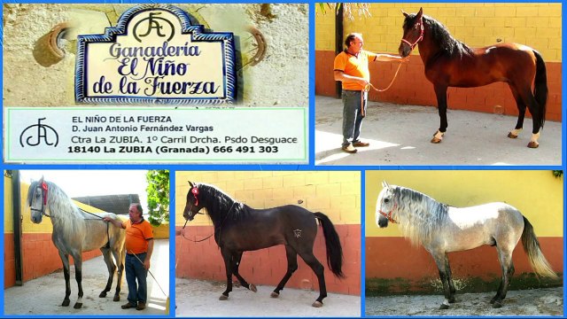 Caballos domados Pura Raza Española P.R.E. Ganadería el Niño de la Fuerza. La Zubia (Granada)
