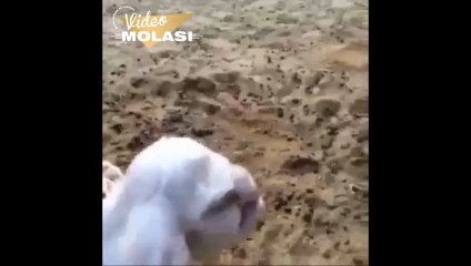 LAMB WITH HUMAN FACE