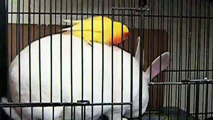 Easter Bunnies- Compilation