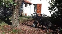 Cane Corso Braking and Playing with tire very funny