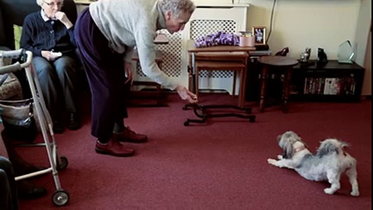 Dog doing the very little funny around the people