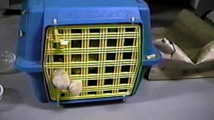 19 Cats Who Are Totally Badass