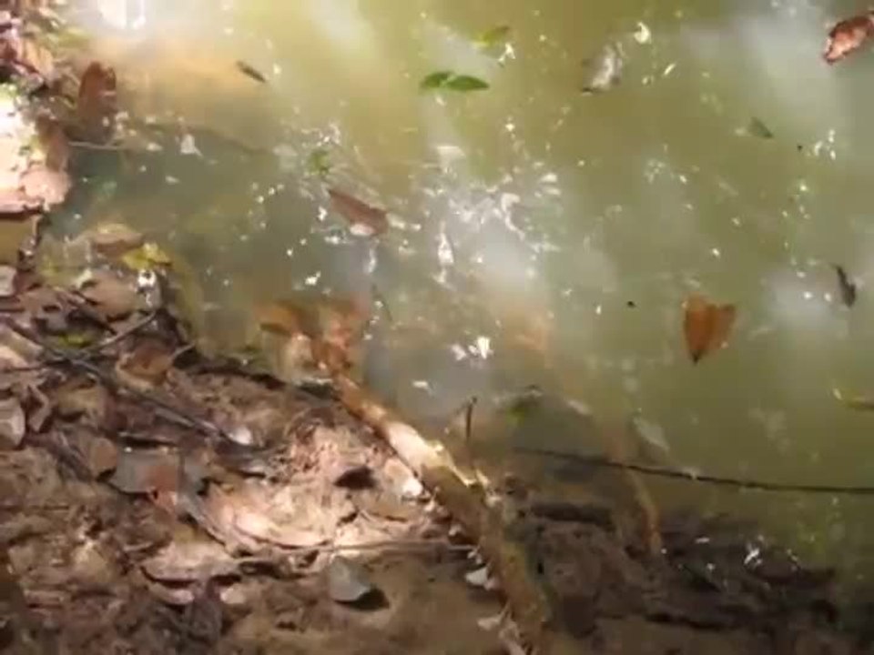 Taquiner un anaconda avec un bâton est une très mauvaise idée