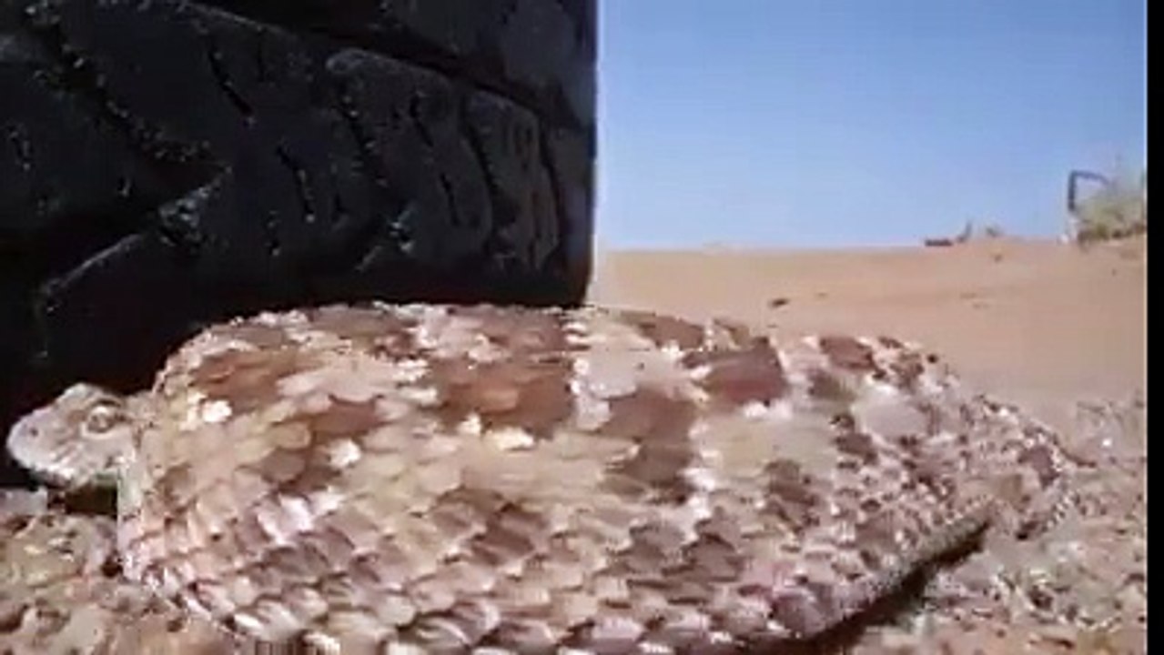 Kobra Snake Attack