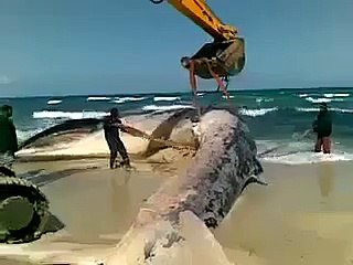 Big Wheel catched On Beach