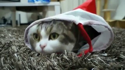 人形を抱きしめる可愛い猫 Cute Cat Hugs Doll