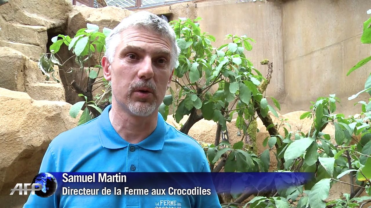 L'Île aux Pythons, le nouveau pari de la Ferme aux Crocodiles