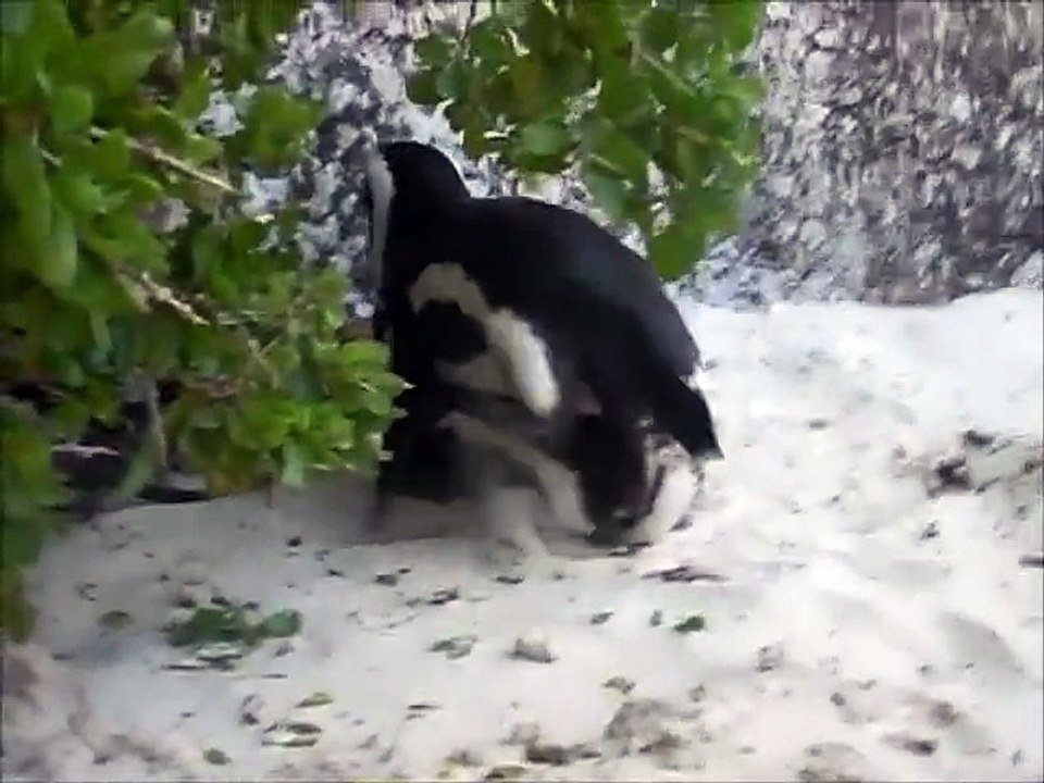 pinguins making love