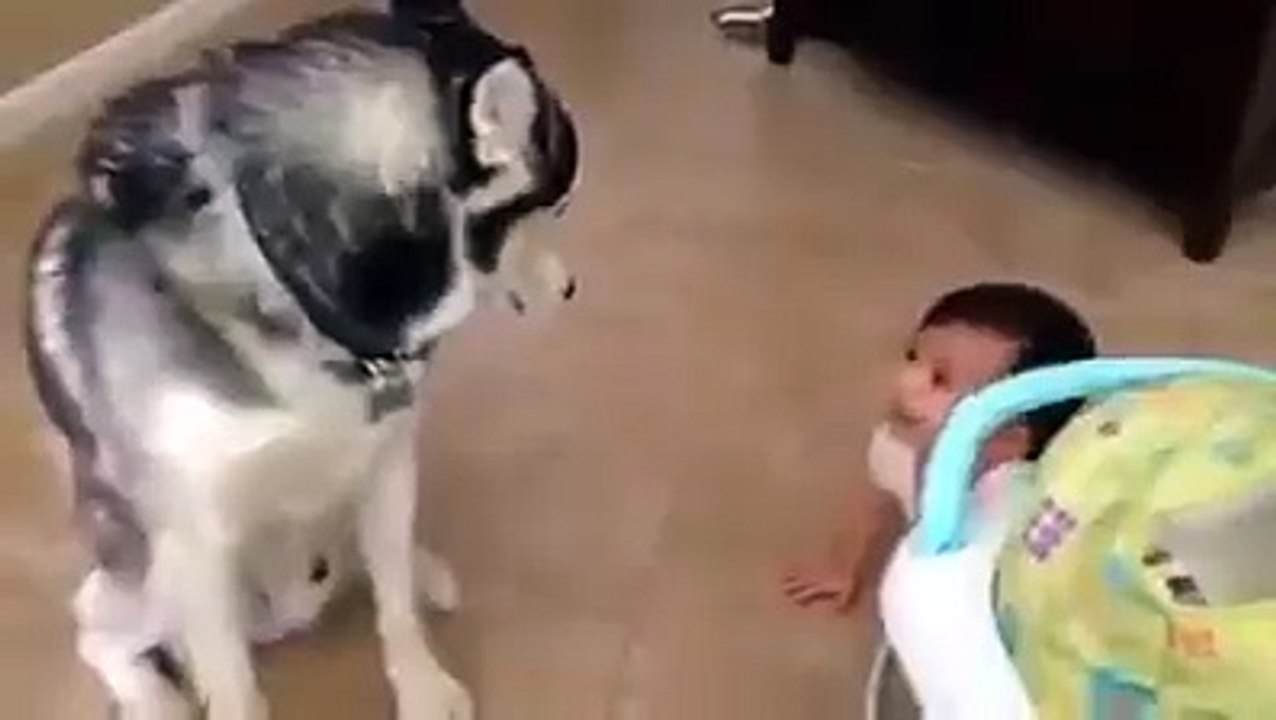 Amazing Dog
