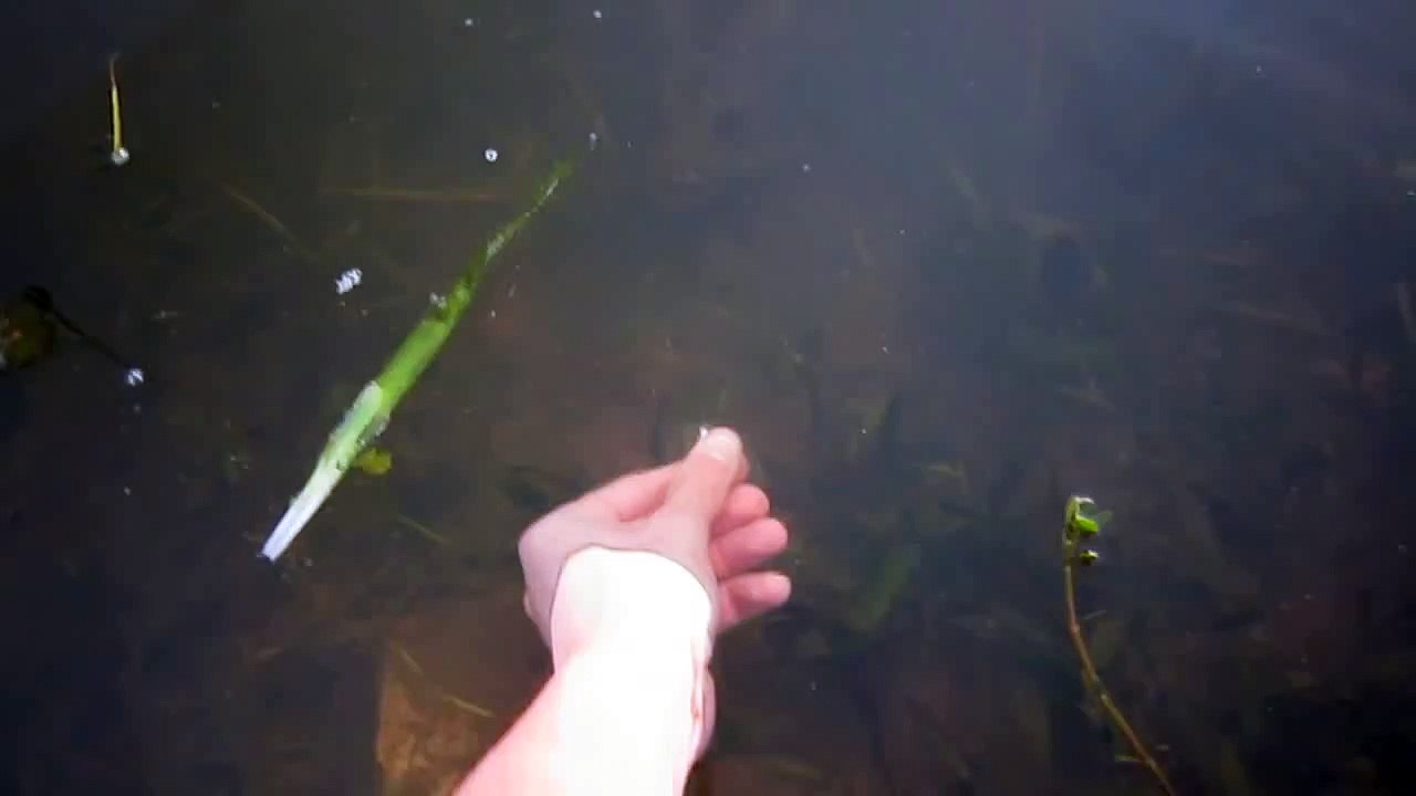 Comment Attraper un Gros Bar en moins de 8 Secondes