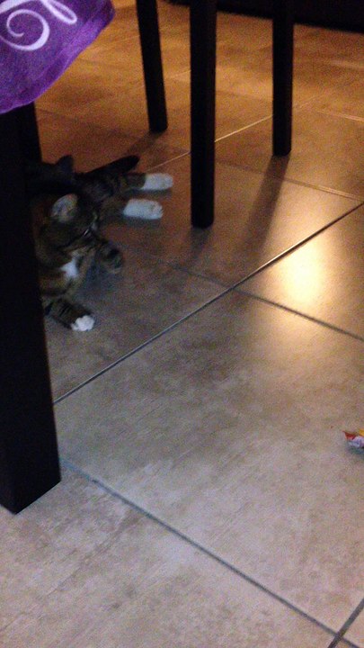 Chat attack !