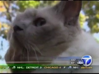 Le chat à deux têtes le plus vieux du monde.