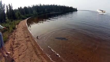 Top 5 Pike Attacks