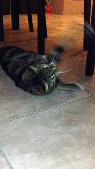 Chat attack #2 !