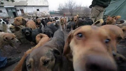 El hogar de 450 caninos en Serbia está en riesgo