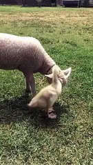 Lamb Gets Groomed by a Gosling  Video Dailymotion