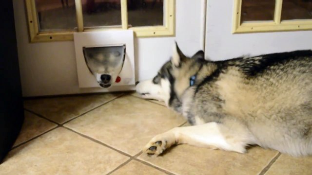 008_Funny Siberian Husky Video - Siberian Husky dogs playing