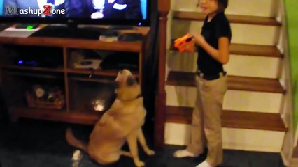 010_Most Funny Cats And Dogs Playing Dead After Finger Shot Compilation 2014