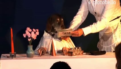 011_Marieles Dinner - Funny dog eats elegant at table