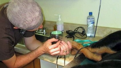 Un rottweiler amputé des quatre pattes marche à nouveau grâce à des prothèses
