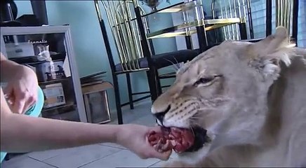 Lion attacks man at home - Real Video -