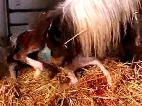 Foaling of a miniature Shetland pony or horse 07