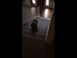 Scared dog falls down stairs at tuba sound