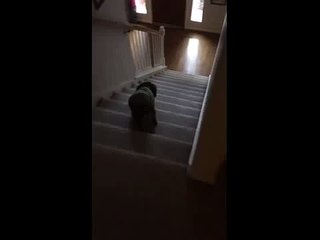 Scared dog falls down stairs at tuba sound