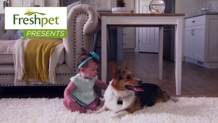 Cats vs Dogs  Which Pet Is Better - Freshpet