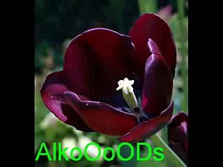 أجمل دعاء ماهر المعيلقي --DOUAA BEST OF