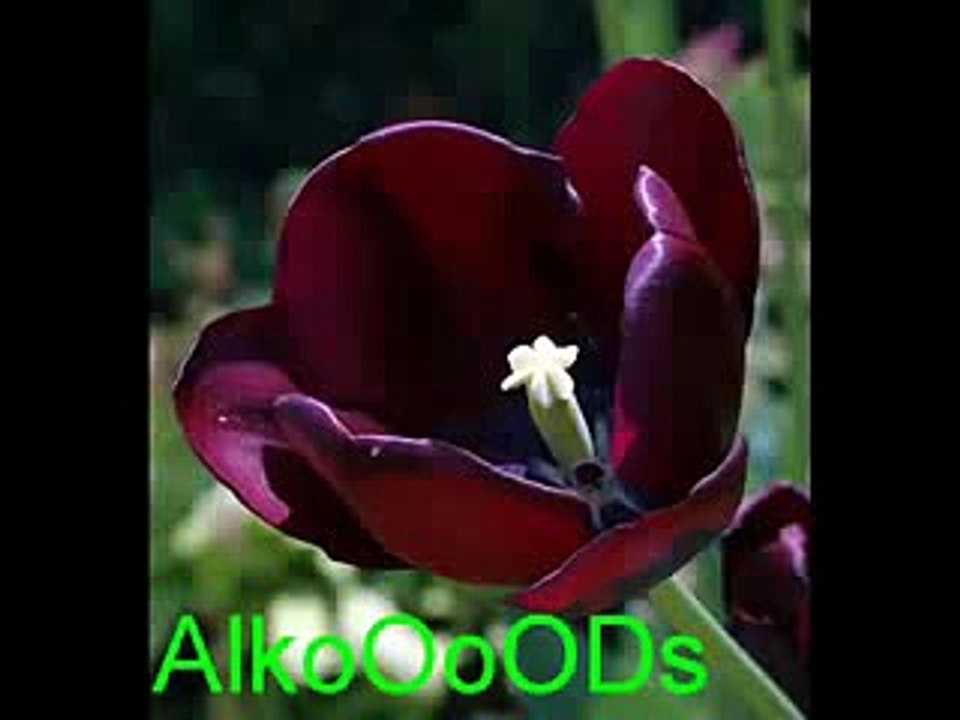 أجمل دعاء ماهر المعيلقي --DOUAA BEST OF