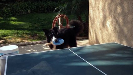 Dog plays table tennis