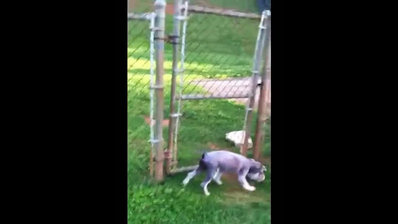 Extreme Dog Arthritis. Heartbreaking Video! Old Dog drags his back legs to walk. Watch the End!