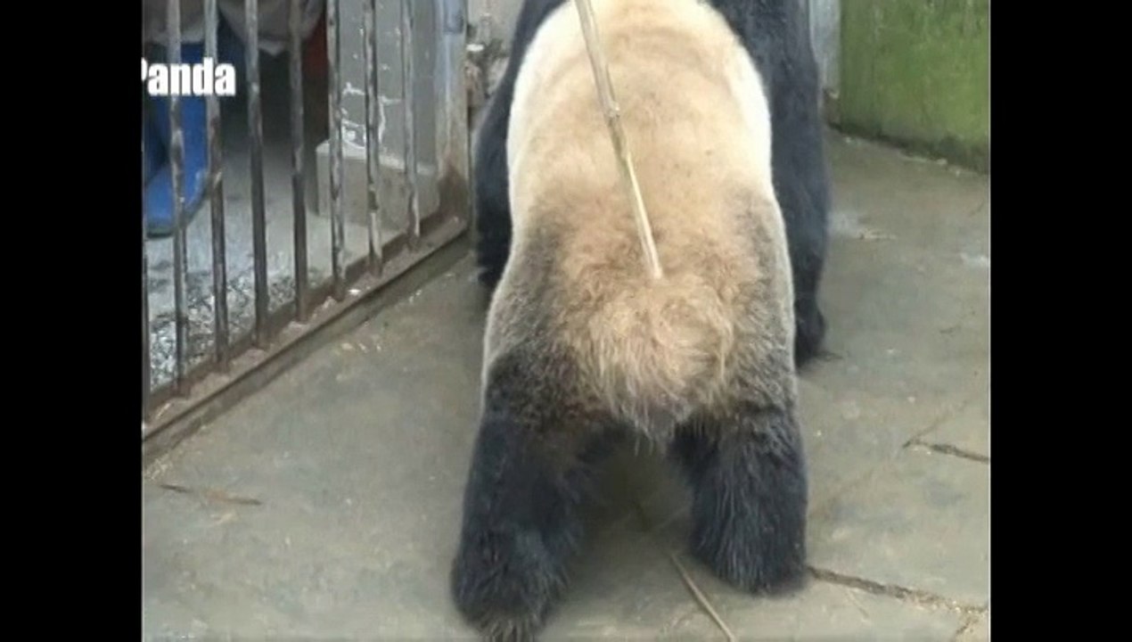 Un couple de pandas géants établit un nouveau record d'accouplement