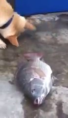 Balıkları Yaşatmak İçin..