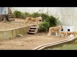 Amazing - Mom knocks lion cub into the water