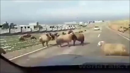 Angry SHEEP Hit the VEHICLE