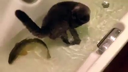 Incroyable mais vrai... Un chat ami avec un poisson