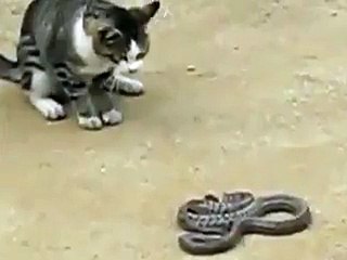 Cat VS Snake - amazing