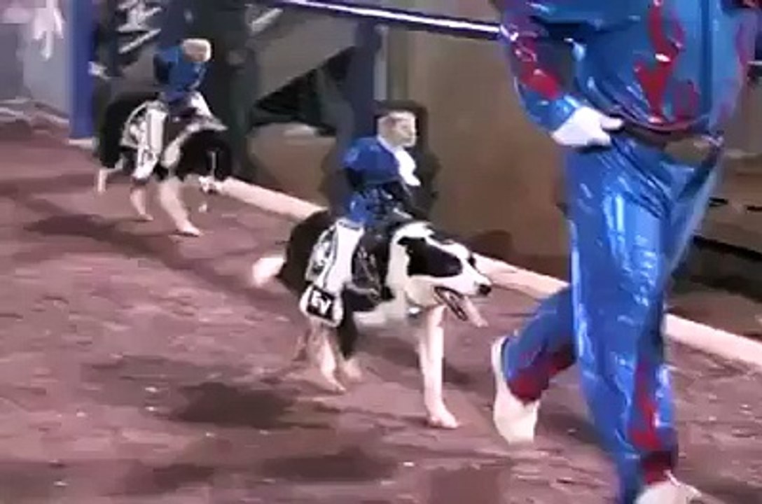 Cow Boy 2015