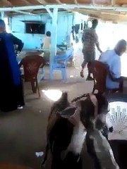 Ha Ha Ha !!! Goat is Drinking SOFT DRINK