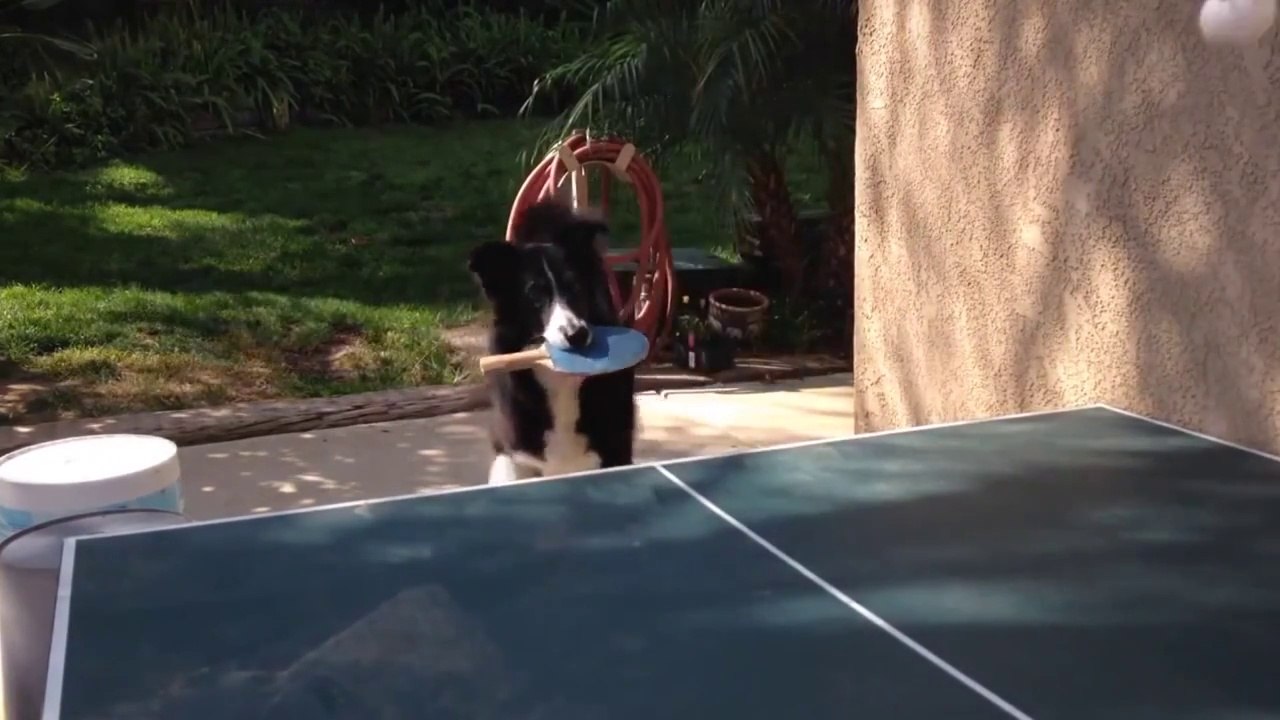 Dog Playing Ping Pong