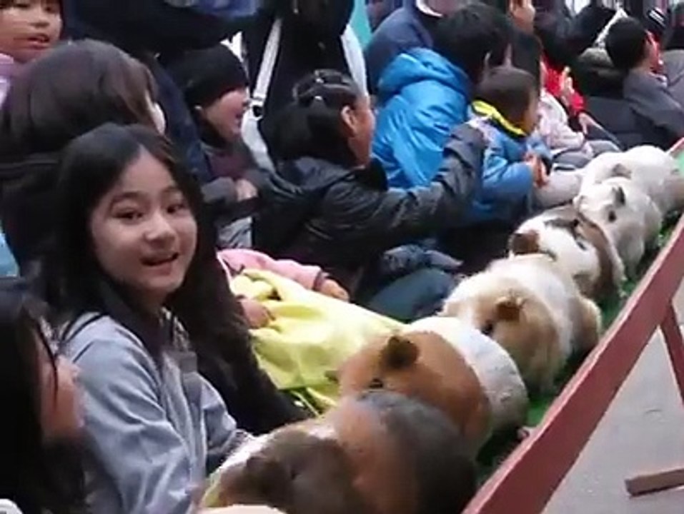 Run guinea pig - Saitama Children's Zoo - Saitama-ken, Japan