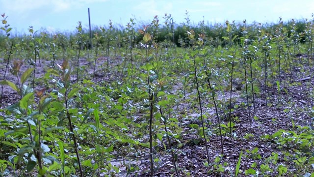 How to Graft Apple Trees (Bench Grafting) - Seed Savers Exchange
