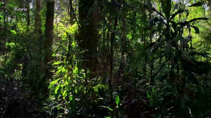 سلسلة الوحوش المجهرية -3- المُغازلة