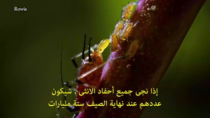 سلسلة الوحوش المجهرية -4- التناسل