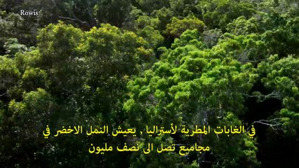 سلسلة الوحوش المجهرية -5- العائلة