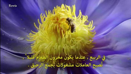 سلسلة الوحوش المجهرية -6- المستعمرة