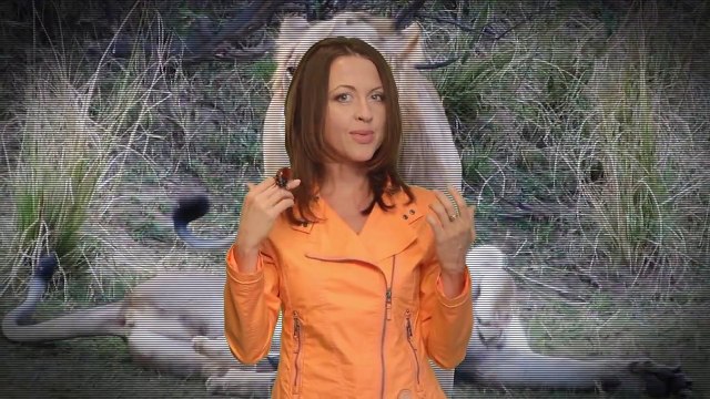 Лев, животное-мудак: секс 40 раз в день, многоженство, драки, тунеядство // Все как у зверей