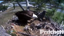 Southwest Florida Eagle Cam 3rd Feb 2014 12.24 PM Harriet trying to cover E3´s remains